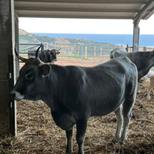 Bovini Ingrassati (600-700 Kg)